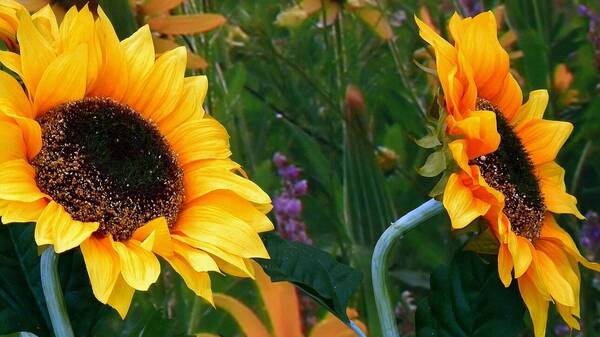 Η κλιματική αλλαγή κάνει τη γύρη και τις αλλεργίες μας χειρότερες