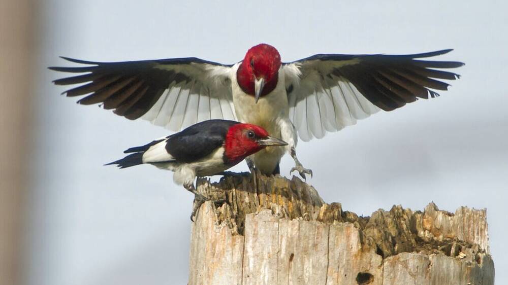 Έρευνα: Τα πουλιά γεννούν κατά έναν μήνα νωρίτερα τα αυγά τους εξαιτίας της κλιματικής αλλαγής