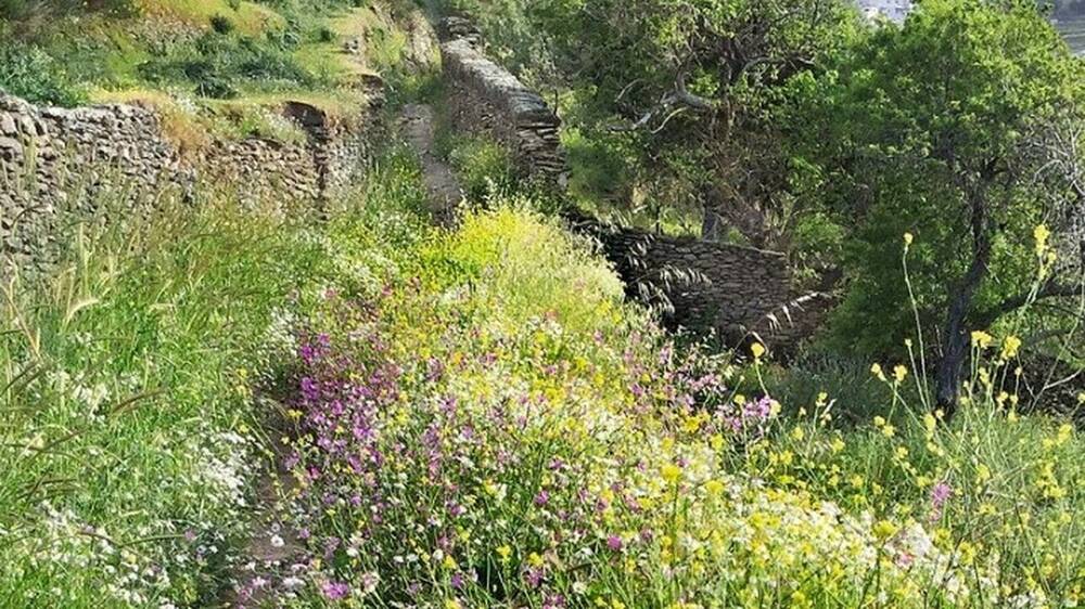 «Χαρτογραφώντας το μονοπάτι»: Ένας υπέροχος κόσμος αγριολούλουδων στην Κέα