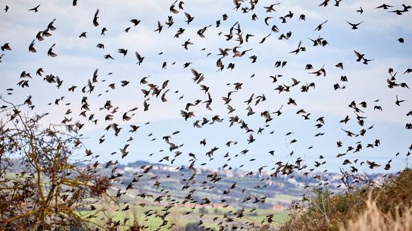 Μειώνεται ανησυχητικά ο αριθμός των πουλιών - Ένα στα έξι έχουν χαθεί στην Ευρώπη