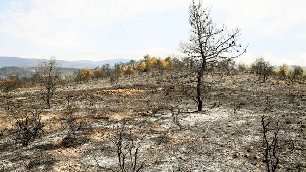 Οι δήμοι στην αντιμετώπιση των επιπτώσεων της κλιματικής κρίσης