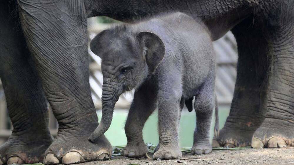 Eπιστήμονες παρακολουθούν στο YouTube βίντεο με ζώα - Και υπάρχει λόγος γι' αυτό
