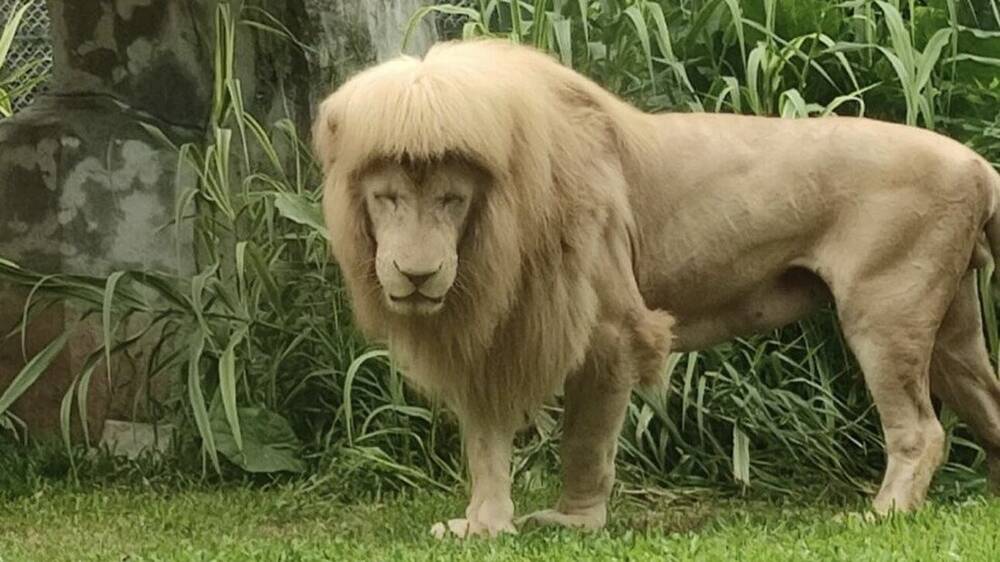 Μυστήριο η κομμένη φράντζα λευκού λιονταριού σε ζωολογικό κήπο της Κίνας