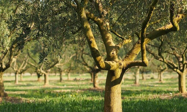 Αγρότες: Έκτακτη ενίσχυση συνολικού ύψους 22,3 εκατ. ευρώ - Ποιους αφορά