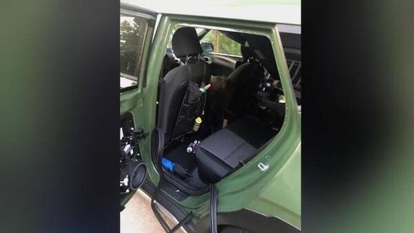 Αρκούδα πέθανε από θερμοπληξία όταν παγιδεύτηκε σε αυτοκίνητο