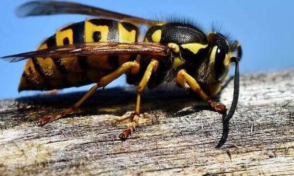 Τραγωδία στην Πάτρα: Νεκρός 60χρονος μετά από τσίμπημα σφήκας