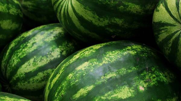 Γιατί είναι μειωμένες φέτος οι εξαγωγές των θερινών φρούτων