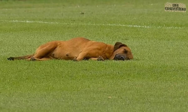 Επικό σκηνικό: Σκύλος αποκοιμήθηκε στον αγωνιστικό χώρο στο ημίχρονο (video)