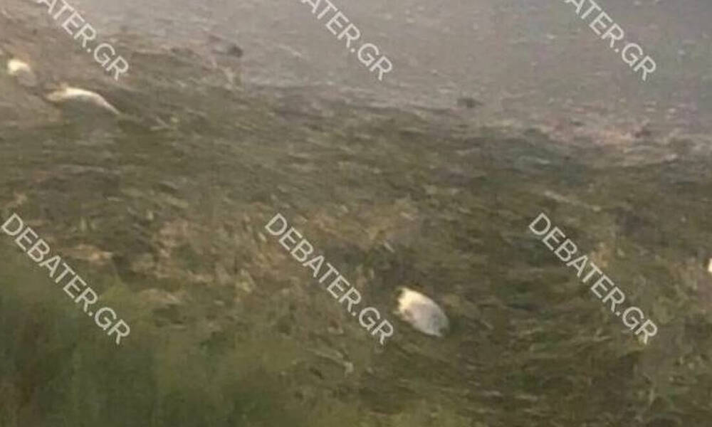 Απόκοσμο θέαμα – Γέμισε δεκάδες νεκρά ψάρια υδροβιότοπος στα Μέγαρα