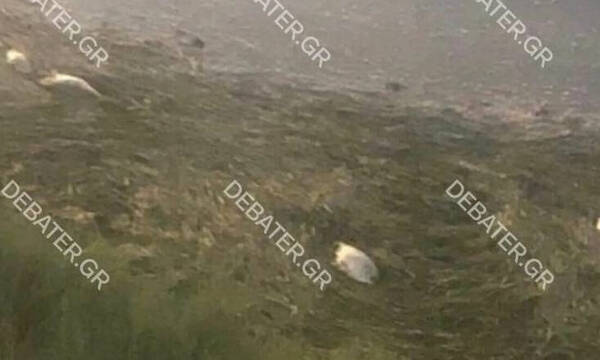 Απόκοσμο θέαμα – Γέμισε δεκάδες νεκρά ψάρια υδροβιότοπος στα Μέγαρα