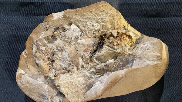 Βρέθηκε απολίθωμα της αρχαιότερης καρδιάς ηλικίας 380 εκατ. ετών σε ένα ψάρι