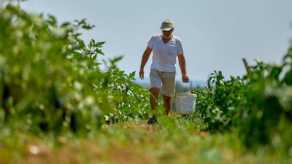 Ενεργειακή κρίση: Σήμα κινδύνου για ελλείψεις λαχανικών στην Ευρώπη εκπέμπουν οι καλλιεργητές