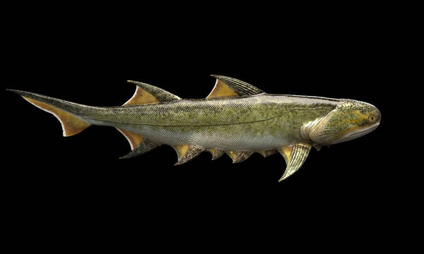 Ανακαλύφθηκε απολίθωμα κινεζικού ψαριού με τα αρχαιότερα σαγόνια που έχουν ποτέ βρεθεί