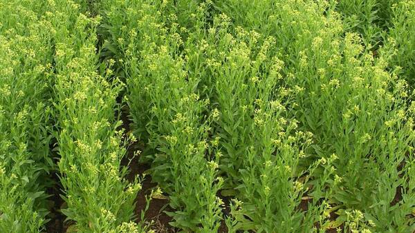 Επισιτιστική κρίση: Κλιματική αλλαγή, πολεμικές συρράξεις και οικονομικές κρίσεις