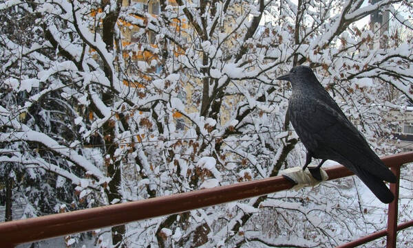 Δυσοίωνες προβλέψεις: Ο βαρύς χειμώνας σε συνδυασμό με την ενεργειακή κρίση τρομάζει την Ευρώπη