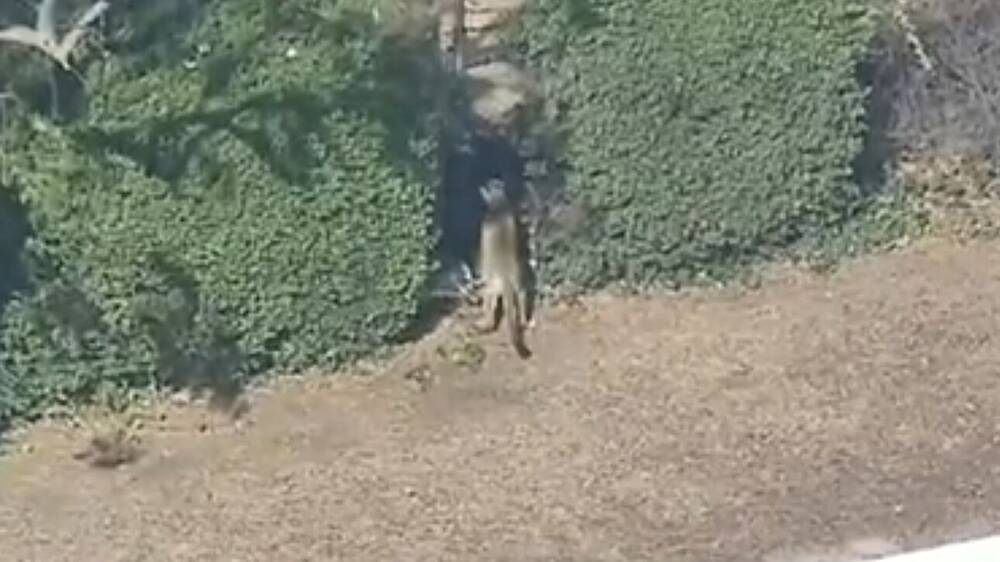 Τρομακτικές στιγμές στο Λος Άντζελες: Πούμα έκανε… βόλτα σε γειτονιά