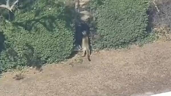 Τρομακτικές στιγμές στο Λος Άντζελες: Πούμα έκανε… βόλτα σε γειτονιά