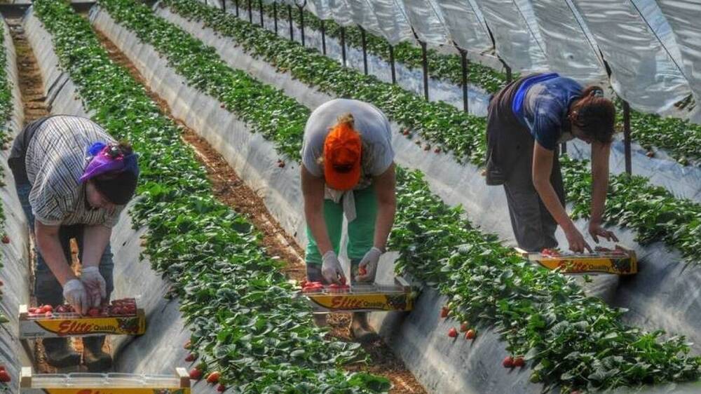 Συμφωνία με την Αίγυπτο για 5.000 εποχικούς εργάτες γης στην Ελλάδα