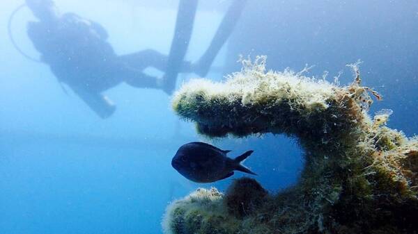 Ναυαγισμένα πλοία: Κρυμμένοι θησαυροί στο βυθό της Βαλτικής Θάλασσας