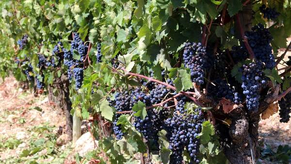 Συρρικνώνεται ο ελληνικός αμπελώνας – Μείωση 65.000 στρεμμάτων την τελευταία δεκαετία