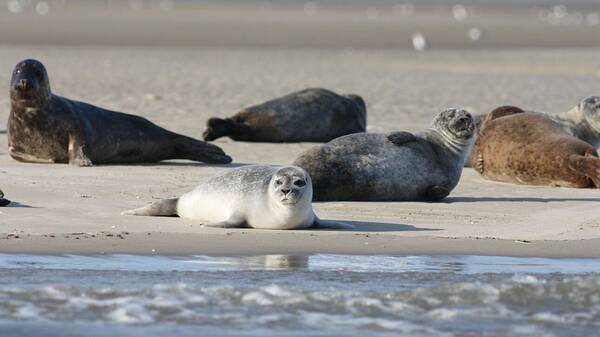 Παραμένει το μυστήριο στην Κασπία: 2.500 οι νεκρές φώκιες στις ακτές