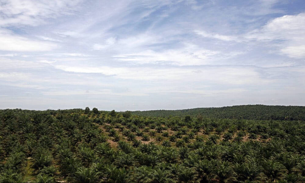 Αποψιλώνουν δάση και λιβάδια για να ζεσταθούν στη Δυτική Ευρώπη