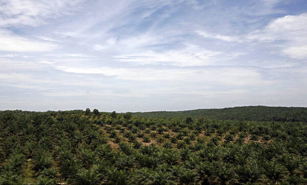 Αποψιλώνουν δάση και λιβάδια για να ζεσταθούν στη Δυτική Ευρώπη