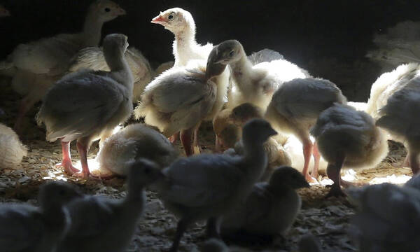 Η «πιο καταστροφική» γρίπη των πτηνών πλήττει την Ευρώπη