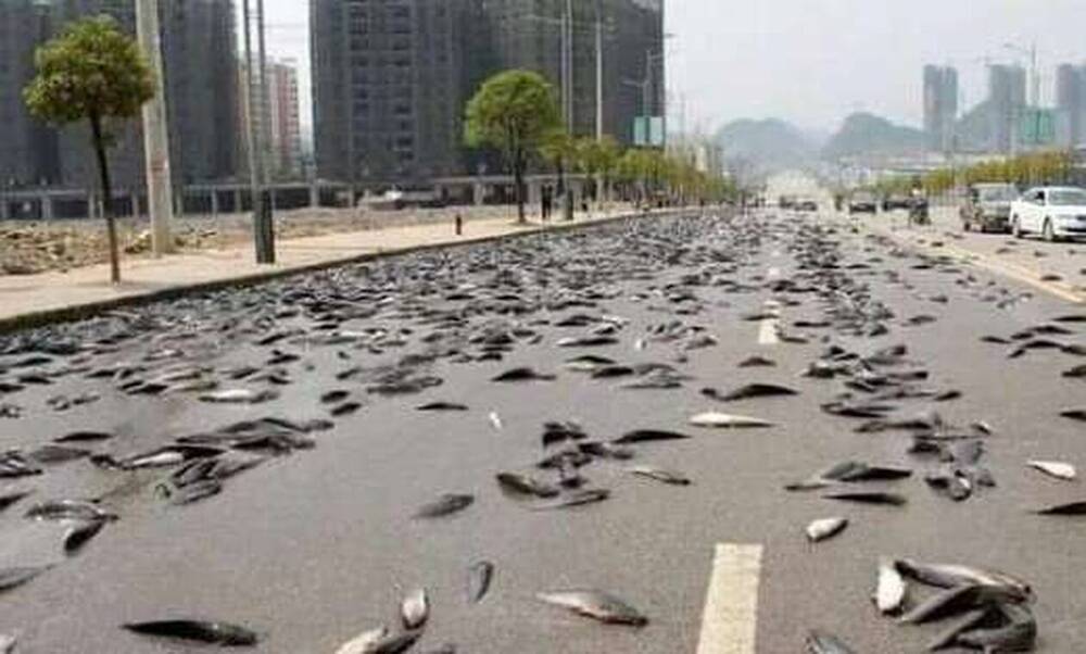 «Άνοιξαν οι ουρανοί» και «έβρεξε» ψάρια στην Αυστραλία - Γέμισαν οι δρόμοι πέρκες