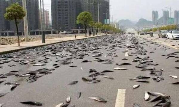 «Άνοιξαν οι ουρανοί» και «έβρεξε» ψάρια στην Αυστραλία - Γέμισαν οι δρόμοι πέρκες