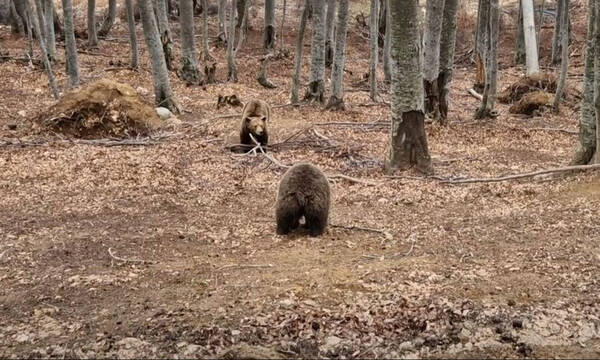 ΑΡΚΤΟΥΡΟΣ: Ξύπνησαν οι αρκούδες στο Κέντρο Προστασίας στο Νυμφαίο