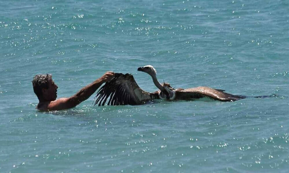 Σητεία: Έσωσαν γύπα από πνιγμό και τον «βάφτισαν» Μαθιό