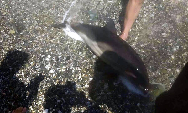 Μισοπεθαμένο δελφινάκι ξεβράστηκε σε παραλία της Λάρισας - Δεν κατάφεραν να το σώσουν