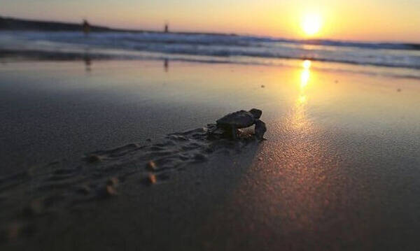 Κύπρος: Εκκολάφθηκαν εκατοντάδες χελωνάκια - Μοναδικές εικόνες