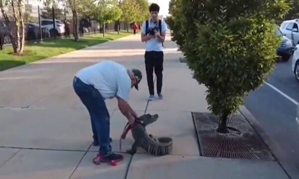 Οπαδός επιχείρησε να μπει σε γήπεδο με αλιγάτορα - Βίντεο