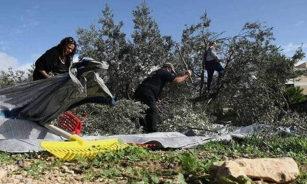 Κρήτη: Οι «χρυσές» τιμές του ελαιολάδου φέρνουν εταιρείες security και μικροτσίπ στα λιοστάσια