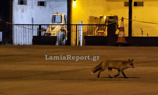 Αλεπού κάνει νυχτερινή περιπολία στα διόδια της Τραγάνας