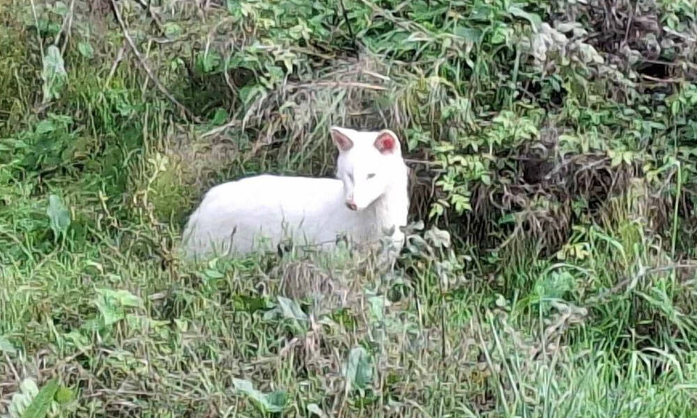 Σπάνιο λευκό τσακάλι εντοπίστηκε στην Τριφυλία της Μεσσηνίας - Δείτε εικόνα