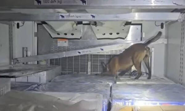 Ηγουμενίτσα: Πάνω από 350 κιλά κάνναβης κατασχέθηκαν στο λιμάνι