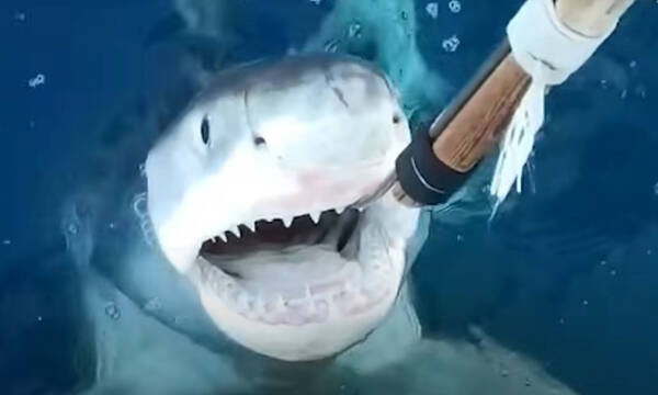 Λευκός καρχαρίας στη Μεσόγειο: Επιβεβαιώνουν οι Ισπανοί - Βίντεο