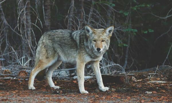Τρόμος στο Τατόι: Λύκος επιτέθηκε σε ομάδα περιπατητών ανάμεσα σε Κρυονέρι και βασιλικά κτήματα