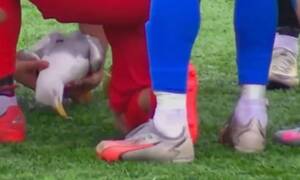 Τουρκία: Πέθανε ο γλάρος που χτυπήθηκε από βολέ τερματοφύλακα - Περαστικός τον βρήκε και τον έθαψε